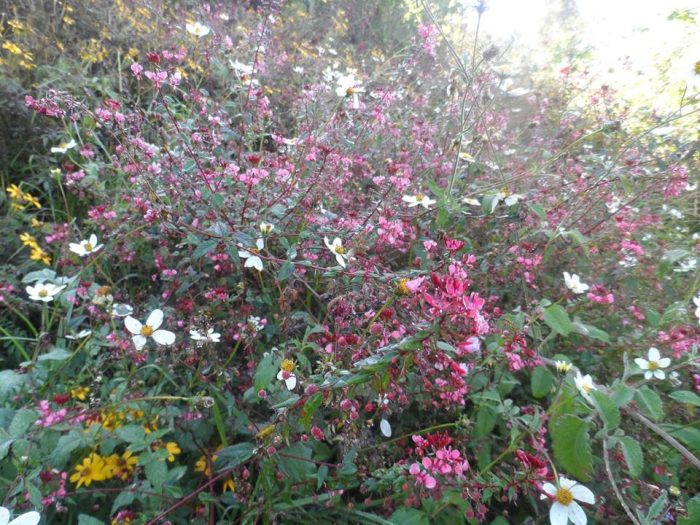 Flores silvestres, camino al Cerro Quemado, Quetzaltenango